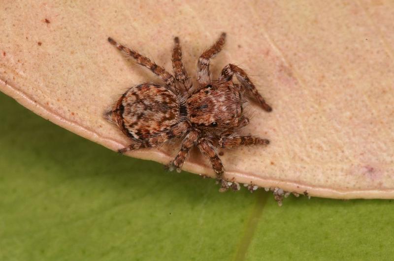 Servaea_vilosa_D8000_Z_88_North Stradbroke island_Australie.jpg